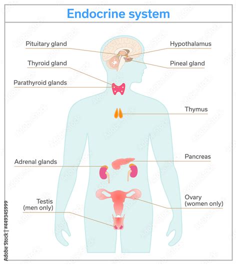 Endocrine Organs Diagram