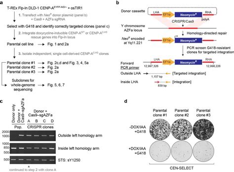 CRISPR–Cas9-mediated engineering of a neomycin-resistance gene (NeoR)... | Download Scientific ...