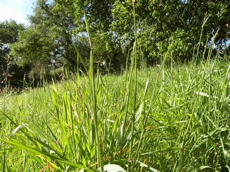 3 Tips for Dealing with Shedding and Ticks - SLO Horse News