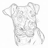 Jack Russel Coloring Page  Pages Mimi Panda sketch template