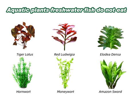 Aquarium Plants Types