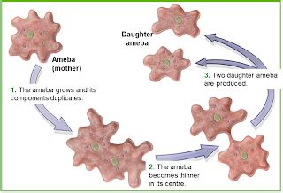 lesson plan: amoeba reproduction