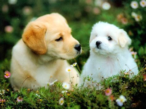 Beautiful puppies dogs - beautiful desktop wallpapers 2014