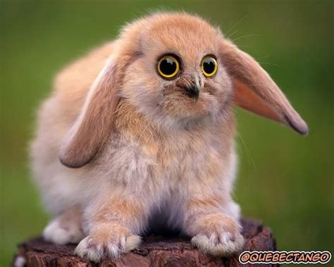 Fantasy Animal Hybrids Imagined With Funny And Adorable Results - DesignTAXI.com QuebecTango ...