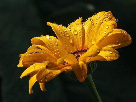 Raindrops On A Daisy Free Stock Photo - Public Domain Pictures