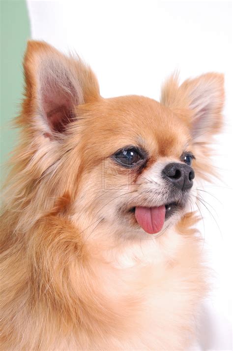 Cute Chihuahua Wallpapers (59+ images)