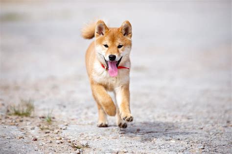 Shiba Inu Personality: Everything You Need To Know About Them - Ollie Blog