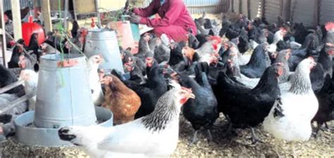 Everything You Need To Know About Chicken Farming