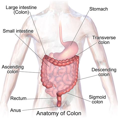 Is Your IBS Caused By SIBO? Get ALL The Info! - MelanieAvalon.com