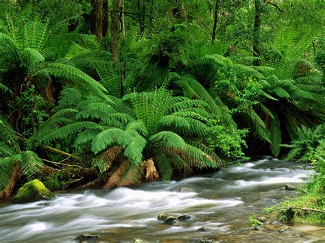 Yarra Ranges National Park Australia Wallpapers | HD Wallpapers | ID #6280