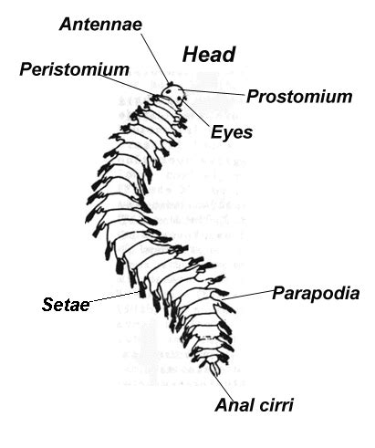 Polychaetes - RDB Phylum & CO.