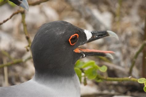 Lava Gull 2 in the Galapagos by AaronPlotkinPhoto on DeviantArt