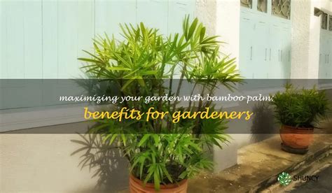 Maximizing Your Garden With Bamboo Palm: Benefits For Gardeners | ShunCy