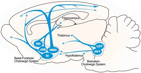 Illustrated overview of the basal forebrain cholinergic pathway ...