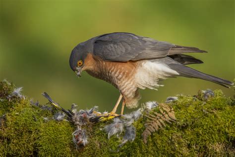 Sparrowhawk