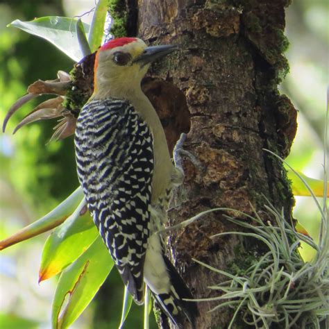 Piciformes - Biodiversidad Farallones del Citará