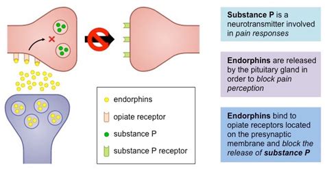 Endorphins: Function, Role, And Expert Tips