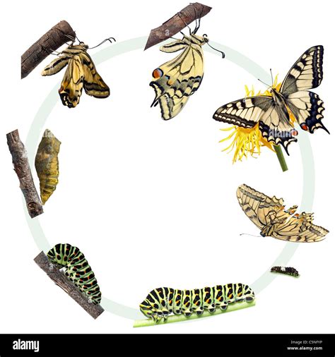 Life cycle of the Swallowtail butterfly (Papilio machaon Stock Photo - Alamy