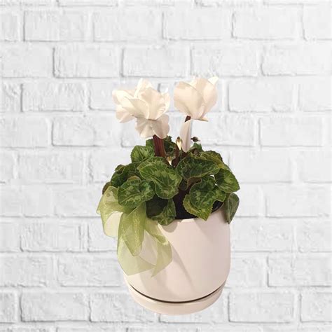 Potted white Cyclamen plant includes ceramic pot and saucer