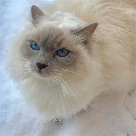 Lilac Ragdolls: The Most Unique And Beautiful Cats You’ll Ever Meet ...