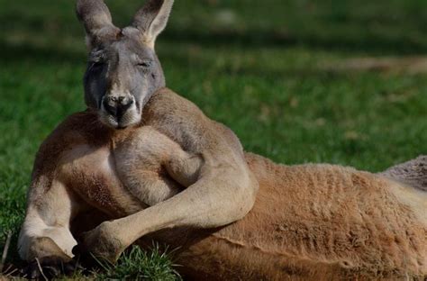 One big tough red kangaroo at Cleland Conservation Park, South Australia. Photo by Elly Jackman ...