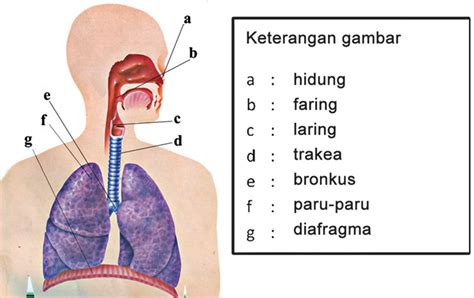 Urutan Sistem Pernapasan Pada Manusia Buku - IMAGESEE