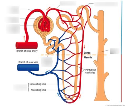 Kidney: nephron structure Diagram | Quizlet