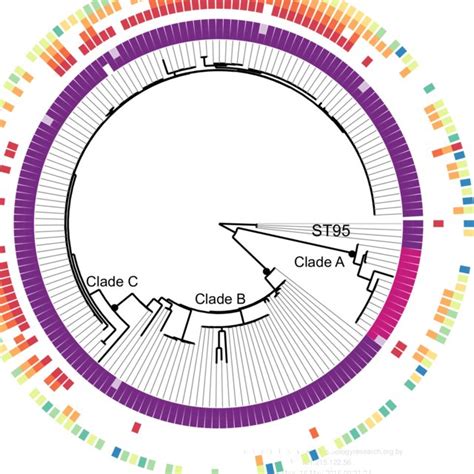 (PDF) In silico serotyping of E. coli from short read data identifies limited novel O-loci but ...