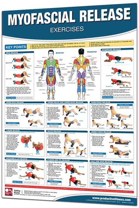 Productive Fitness 24” x 36” Laminated Fitness Poster / Wall Chart - Myofascial Release ...