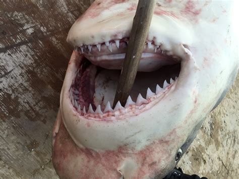 8-foot-long bull shark caught in the Potomac River - The Washington Post