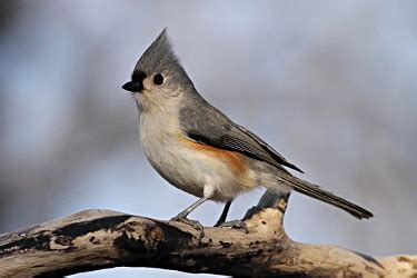 Tufted Titmouse - Photos, facts, and identification tips