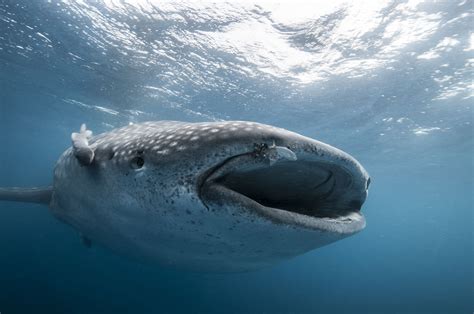 10 Fun Facts About Whale Sharks