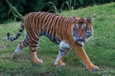 20 Wild Animals in Bangladesh [Wildlife in Bangladesh] - Kevmrc