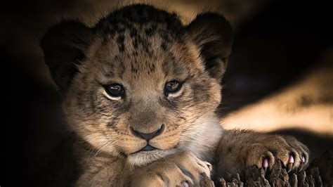 Cute Lion Cubs Wallpaper