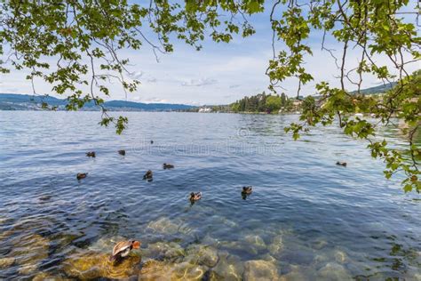 View of Zurich Lake stock photo. Image of boat, landmark - 58130410