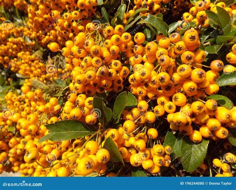 Yellow Orange Berries on a Hawthorn Hedge Stock Photo - Image of orange, autumn: 196244080