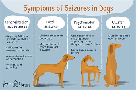 What to Do If Your Dog Has a Seizure