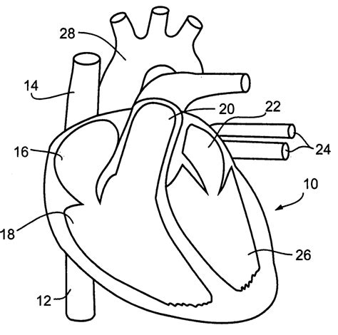 Circulatory System For Kids Coloring Pages - ClipArt Best