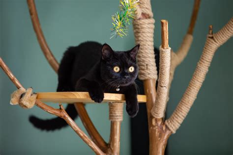 22 Beautiful Black Cat Breeds | Reader's Digest