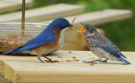 Daddy Bluebird feeding baby - Birds and Blooms