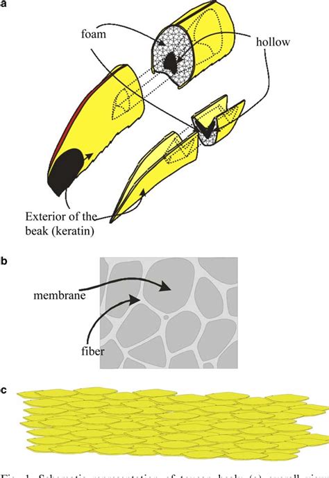 Figure 1 from Structure and mechanical behavior of a toucan beak ...