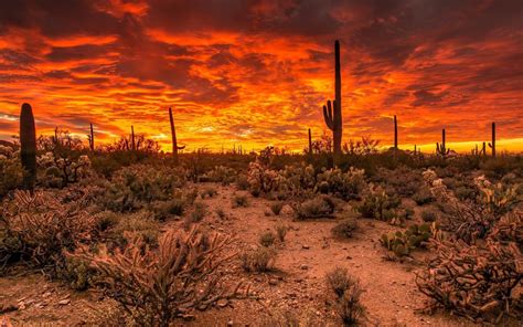 Arizona Desert Sunset Wallpapers - 4k, HD Arizona Desert Sunset Backgrounds on WallpaperBat