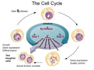 Regulation of the cell cycle, DNA synthesis phase, Interphase & Mitosis | Cell cycle, Biology ...