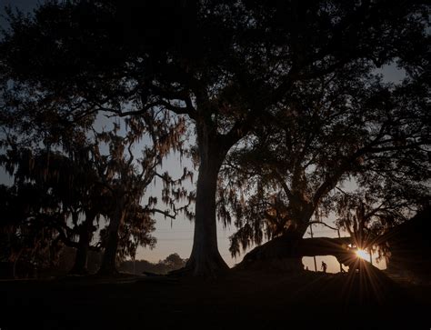 Oak Trees at sunrise with a silhouette of a man in the background. | Sunrise, Photo, Oak tree