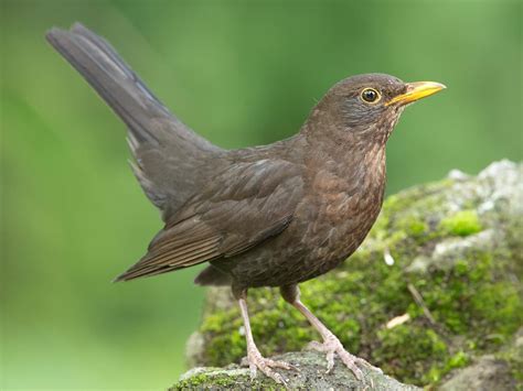 Female Blackbirds: Everything you need to know | Bird Fact