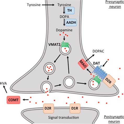 Table 1.1 from Pharmacological Chaperones of the Dopamine Transporter: A Strategy for Increasing ...