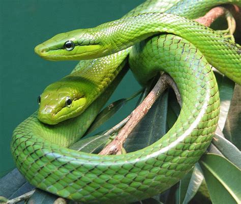 World Most Amazing Snakes In Photos | All Amazing