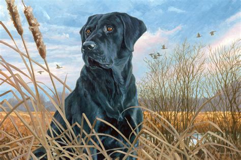 Cute Labrador Retriever Duck Hunting - l2sanpiero