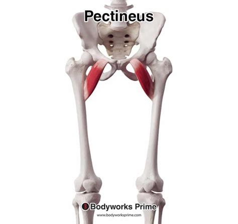 Pectineus Muscle Anatomy - Bodyworks Prime