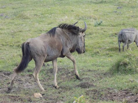 Eastern Cape wildlife: photos of Kragga Kamma Game Park – Blog – Nelson ...